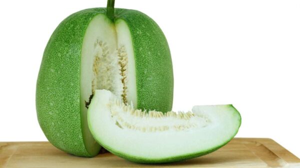 Ash Gourd